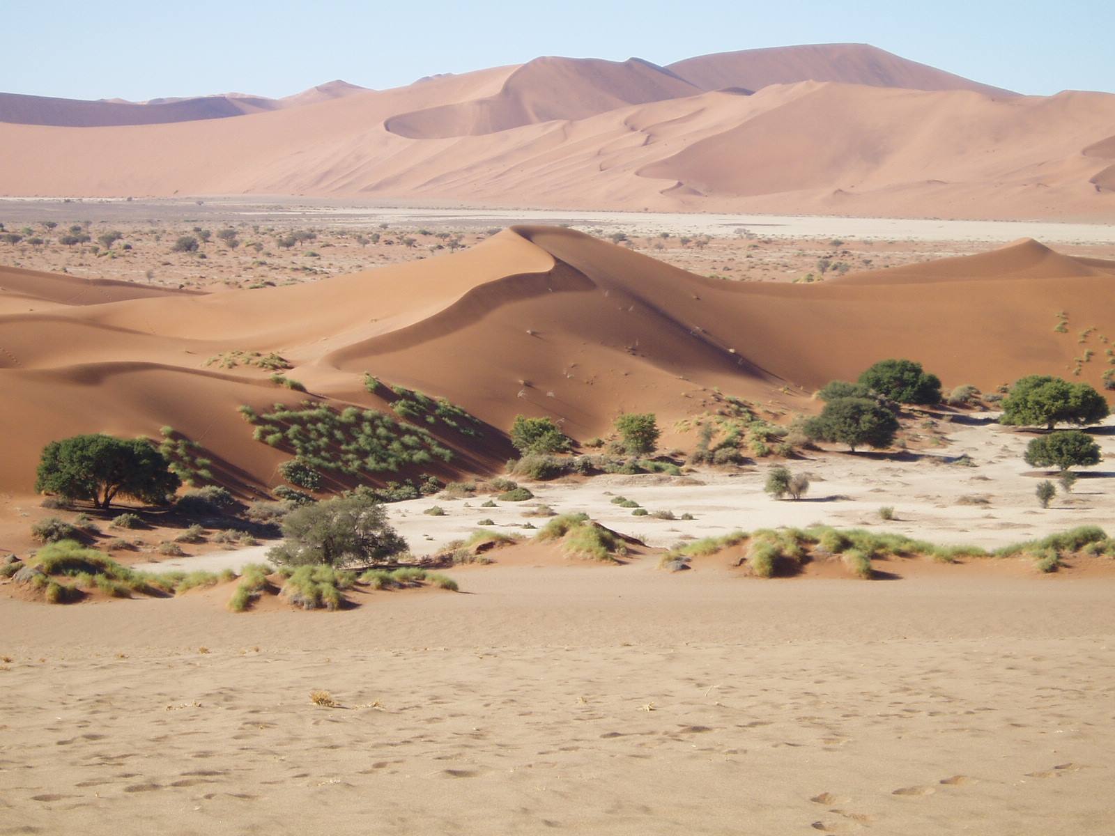 Red sand dunes with acacia trees and green bushes, Sossusvlei