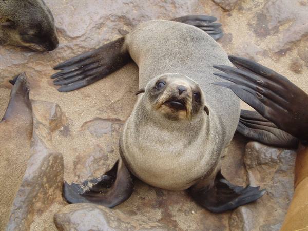 Young fur seal looking up on sandy rocks, flippers spread wide