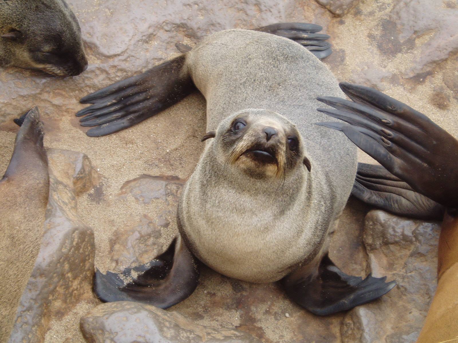 Young fur seal looking up on sandy rocks, flippers spread wide