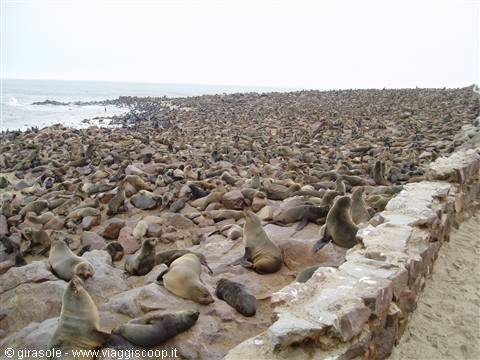 Sea lion colony at Cape Cross