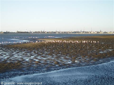 Flamingos at Walvis Bay