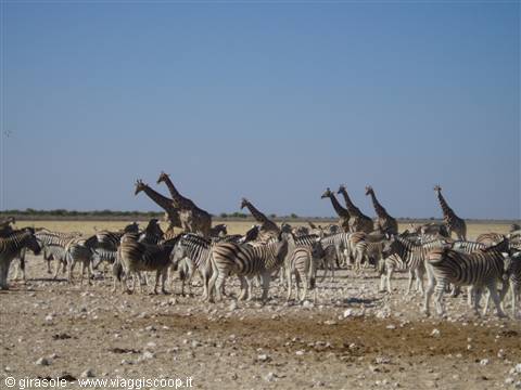 Ethosa Park - Gemsbokvlakte waterhole