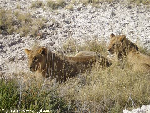 Ethosa - Young lions