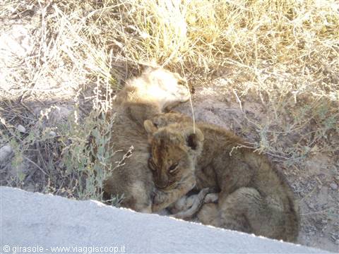 Lion cubs sleeping