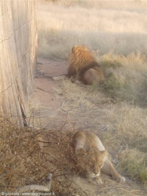 Lions at Okonjima
