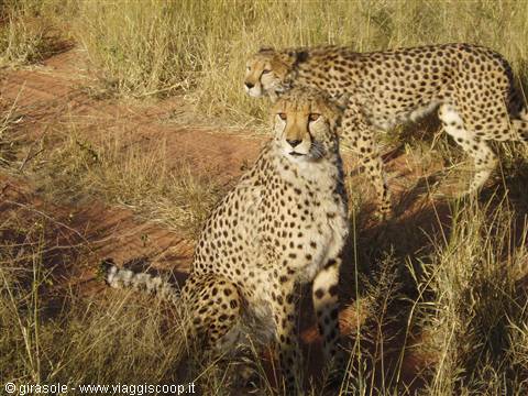 Cheetahs at Okonjima