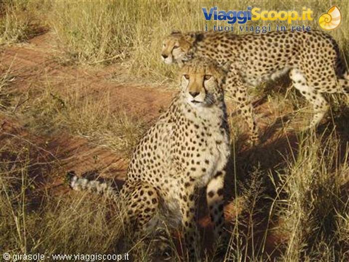 Cheetahs at Okonjima