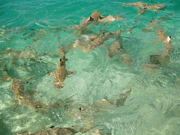 blacktip sharks