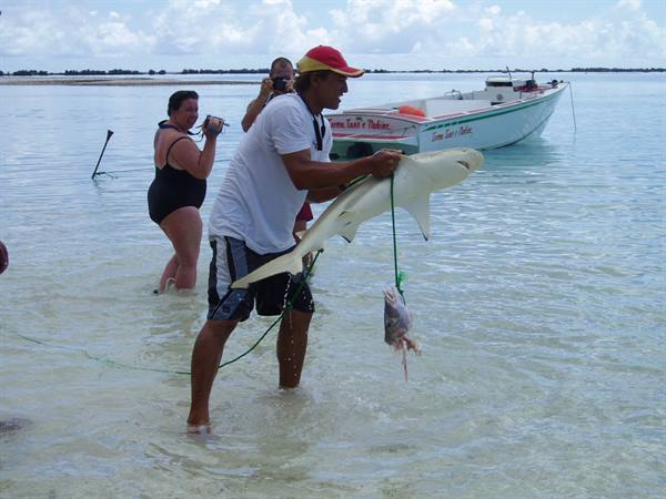 playing with the sharks...