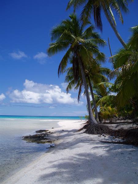 Palm trees leaning over white sand beach, turquoise lagoon under blue sky