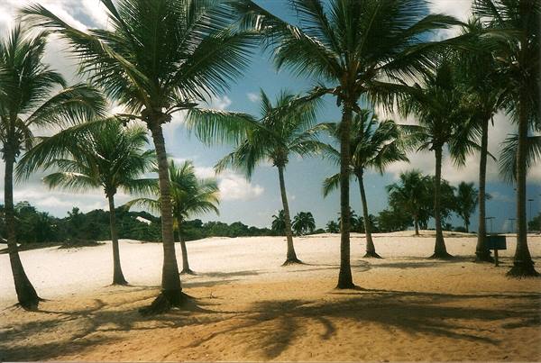 Tall palm trees on white sand beach, blue sky with scattered clouds
