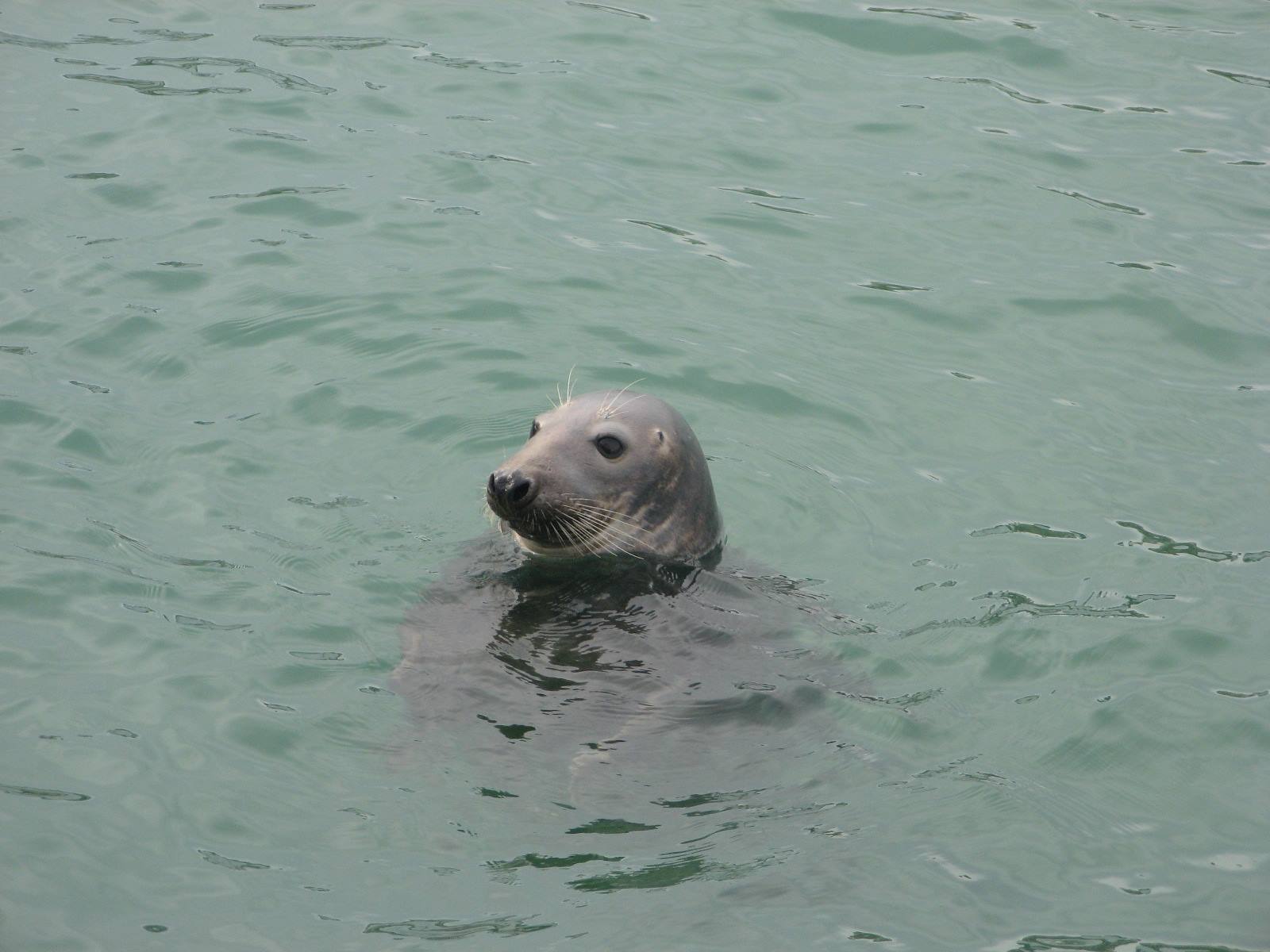 Strange bather in the harbour of ST.Ives
