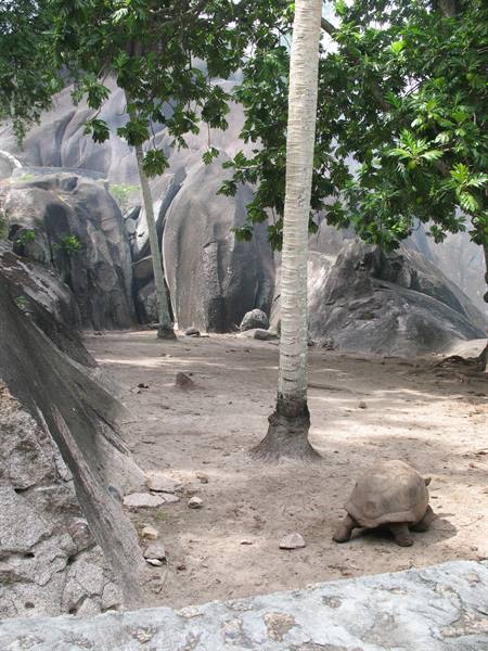 Union - Giant Tortoises