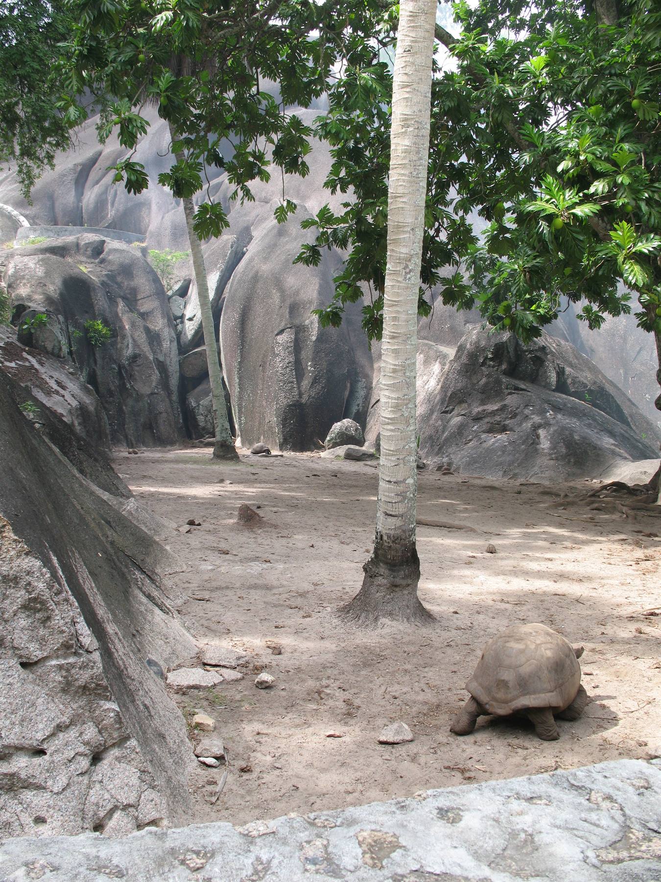 Union - Giant Tortoises