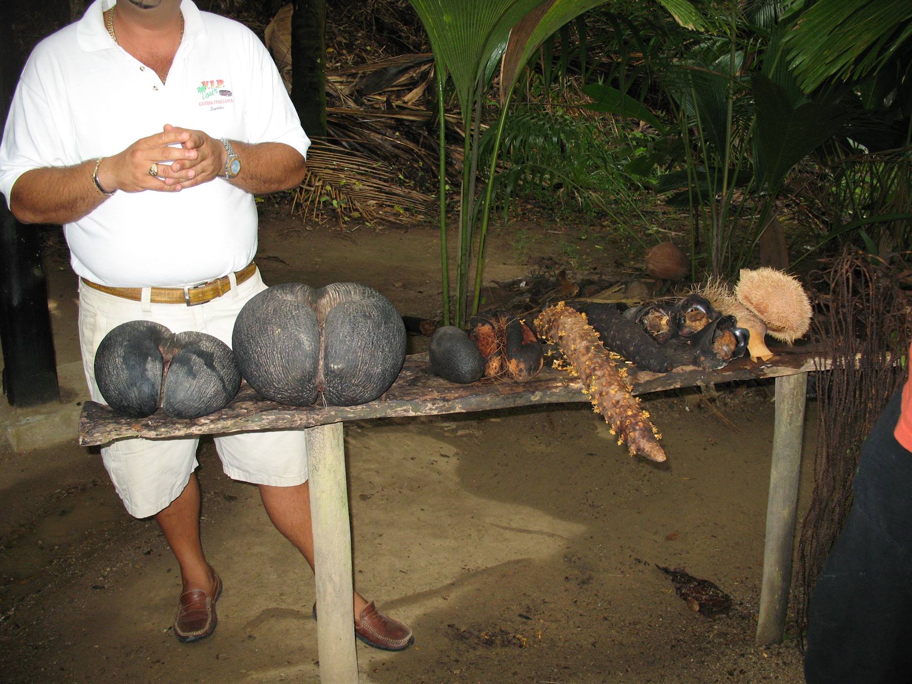 Praslin - Vallee de Mai - Coco de mer Male and Female