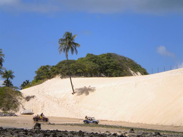 Buggies driving along white sand dunes, lone palm tree, blue sky