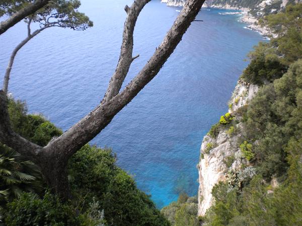 Pine branches over limestone cliffs and turquoise sea in Capri