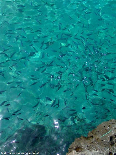 School of small dark fish in clear turquoise water beside the rock