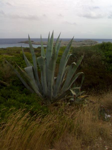Agave plant among shrubs and dry grass, facing the sea under cloudy sky
