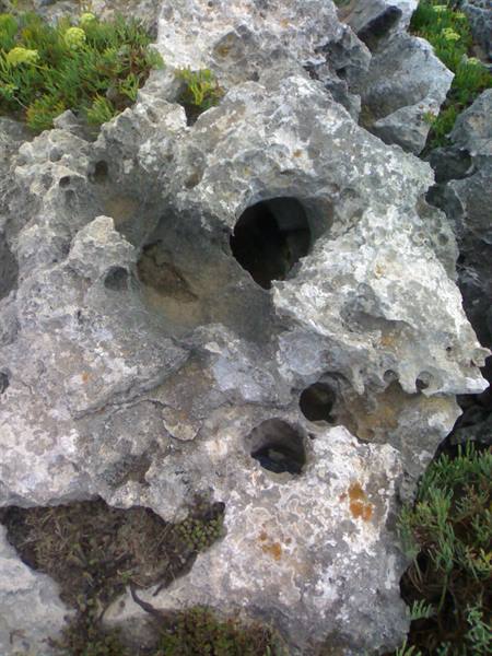 Eroded limestone rock with deep holes, surrounded by green vegetation