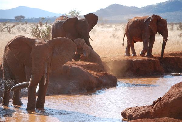 Red elephants and a calf drinking at a dusty waterhole, savanna behind