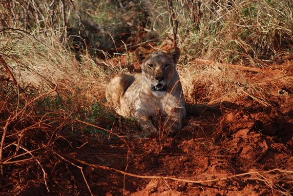 Lioness resting on red soil among dry grass and bushes