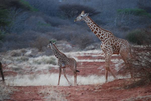Mother giraffe and calf walking on red earth among dry bushes