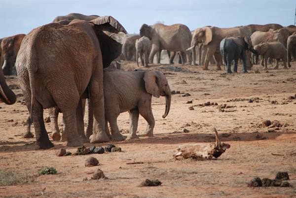 Herd of elephants on dry red dirt, a calf walks near its mother