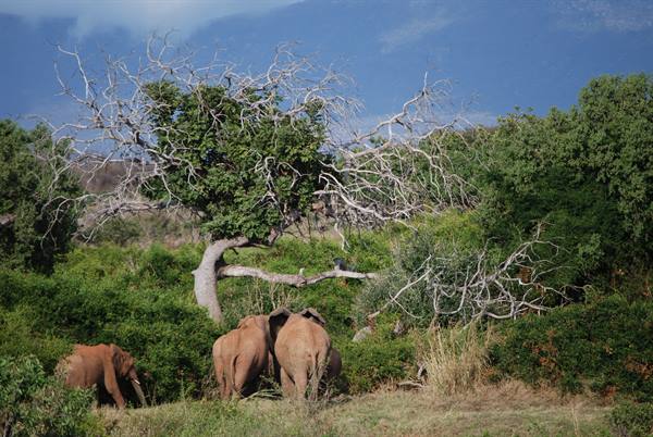 Three elephants graze among green bushes and a bare tree, savanna
