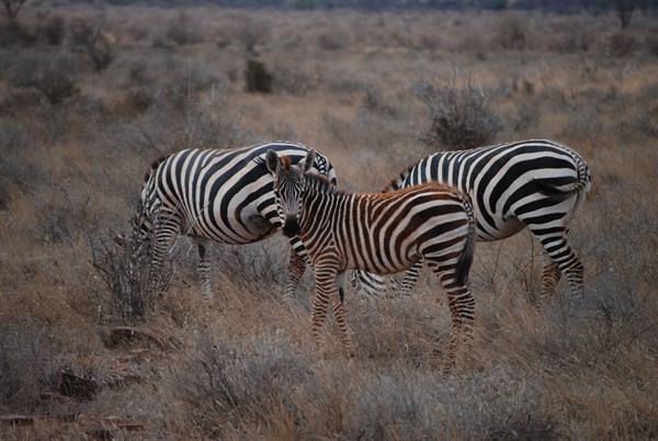 Three zebras, including a foal, graze among dry grass and bushes