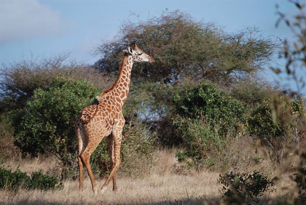 Giraffe walking among green bushes and dry savanna grass
