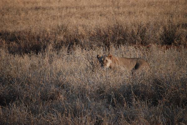 Lioness crouching camouflaged in tall dry grass, warm golden light