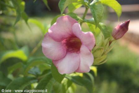 ...the flowers...