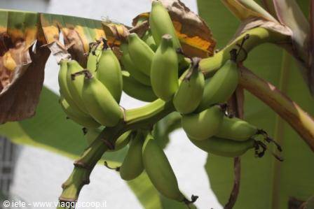 ...the little bananas of Tata Haus...
