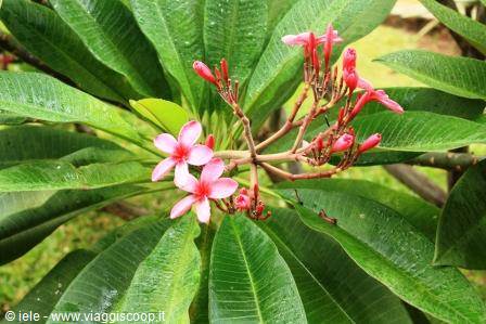 The flowers of the garden