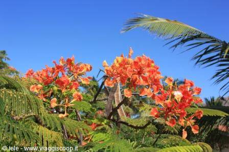 The flowers of the garden