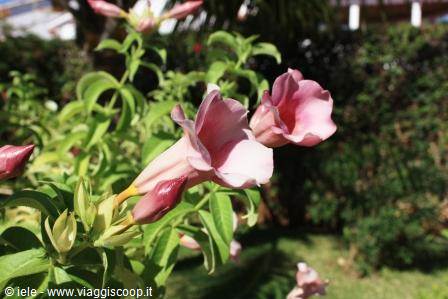 The flowers of the garden