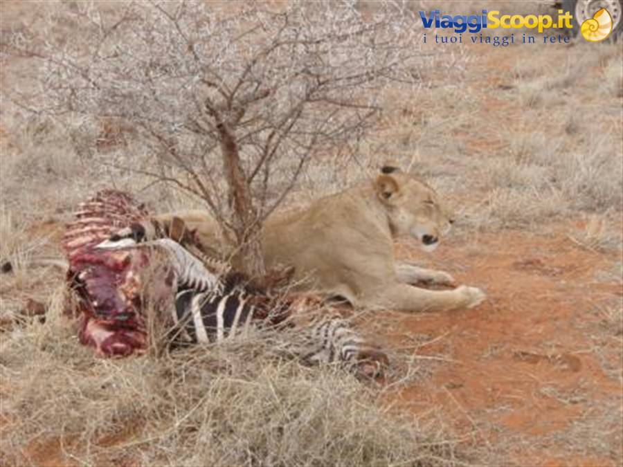LIONESS