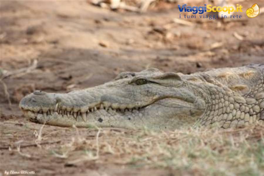 Tsavo - crocodile