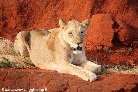 Tsavo - the queen of the savannah