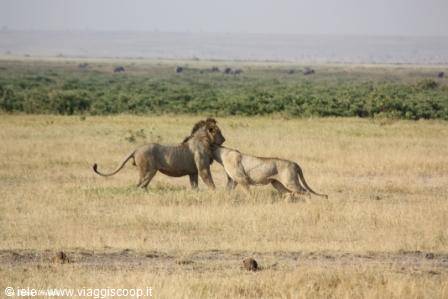 Amboseli - cuddles among the big cats
