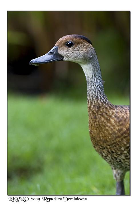 duck