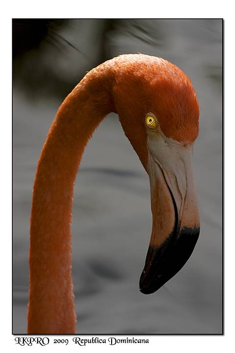 Dominican Republic