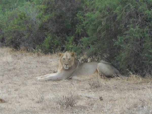 A male lion lying in the shade of bushes on dry savanna grass