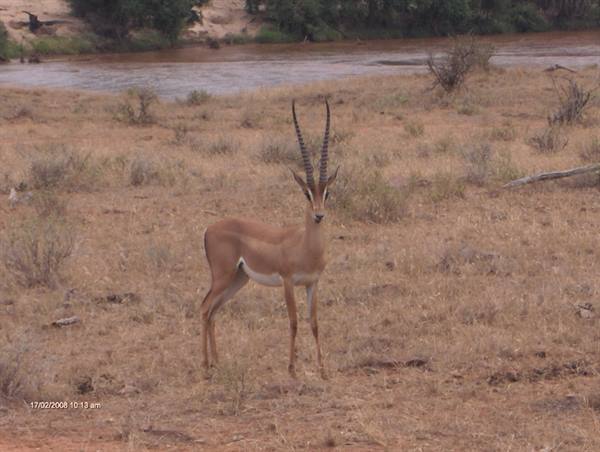 Gazelle with long curved horns standing on dry grass near the river