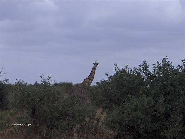 Giraffe emerges among green bushes under a cloudy grey sky