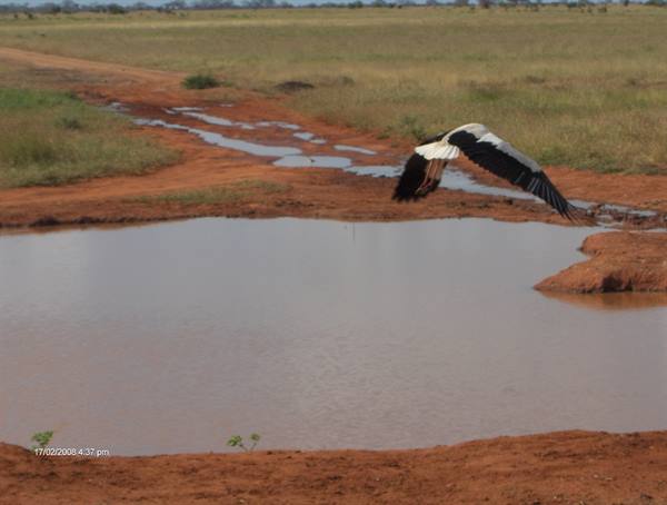 Stork flying over a waterhole on red savanna soil