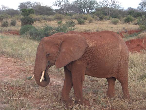 Dust-covered red elephant walking through dry grass and bushes