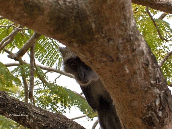 A monkey peeks curiously between the thick branches of a tree