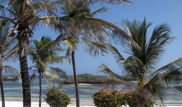 Palm trees over white sand beach, flowering bushes and rocks in blue ocean